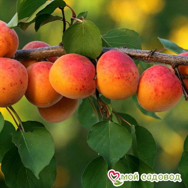 Абрикос Сибиряк