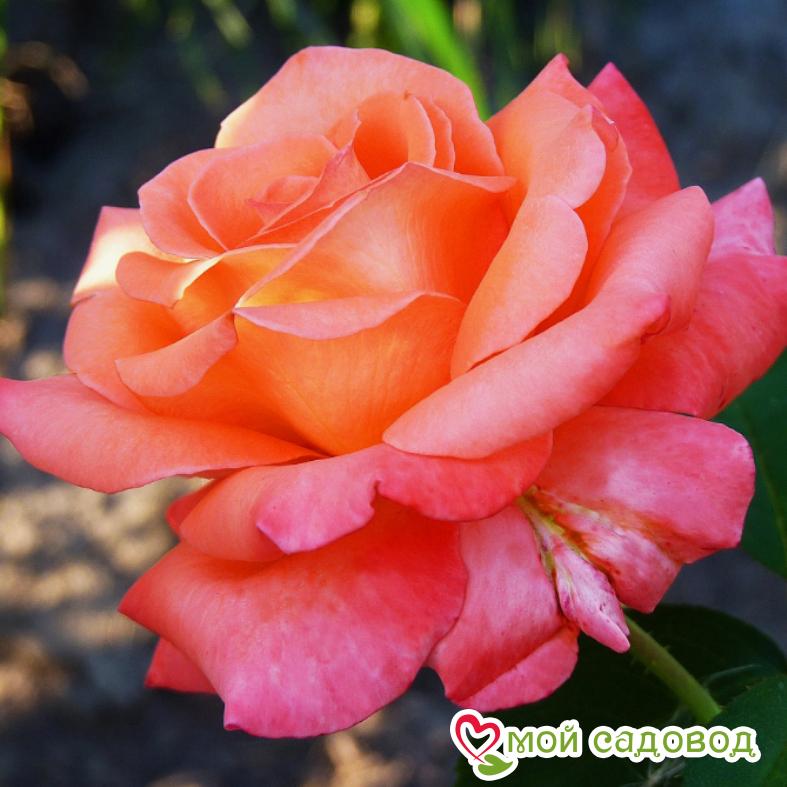 Роза ЧАЙНО-ГИБРИДНАЯ Рафаэлло