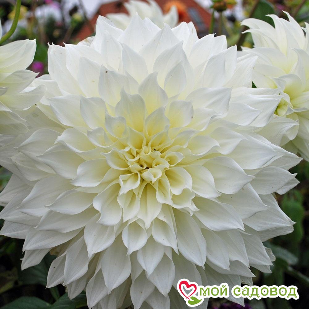 Георгина ФЛЁРЕЛЬ