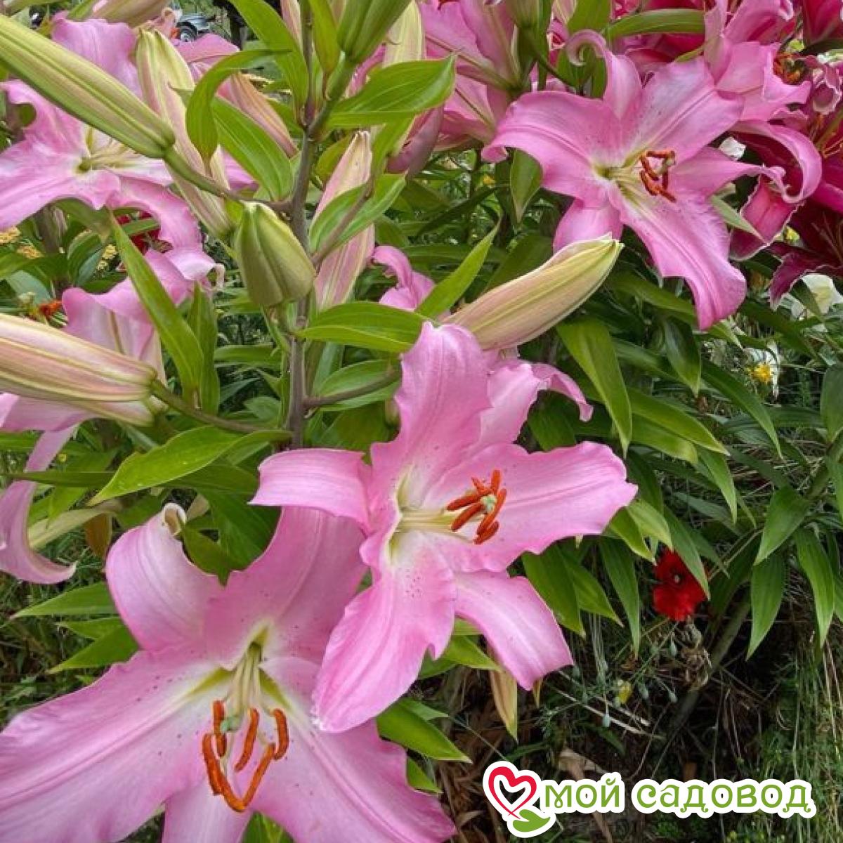 Лилия ЛА-гибрид Шугар Диамонд